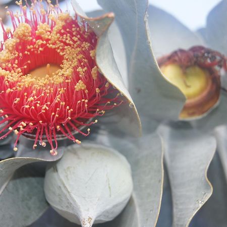 Floravalley Bed & Breakfast Toodyay Екстериор снимка